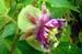 PassionFlower